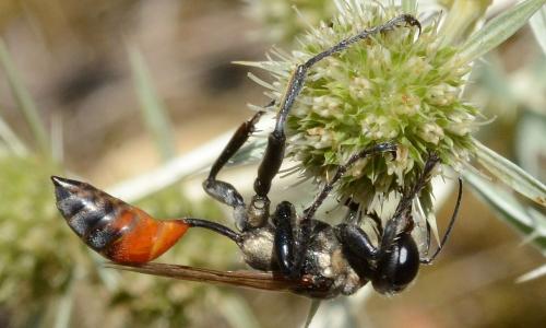 Prionyx lividocinctus